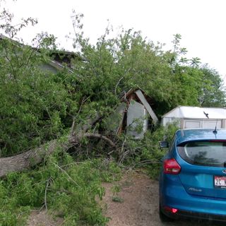 Maxwell Tree Loss Before